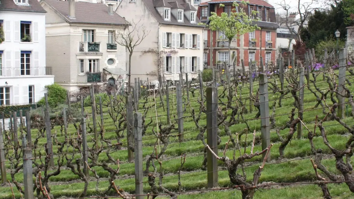 Montmartre vineyard